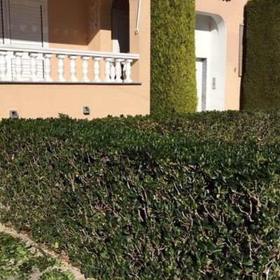 mantenimiento y limpieza de jardines castellón